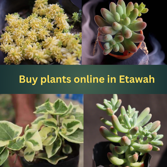 Buy Plants Online in Etawah from Plant Orbit – Greenery at Your Fingertips
