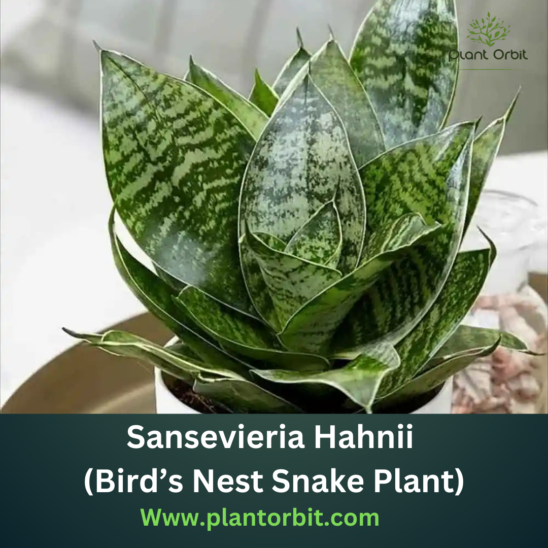 Sansevieria Hahnii (Bird’s Nest Snake Plant) with compact rosette-shaped leaves in a decorative pot, ideal for indoor decor and air purification.