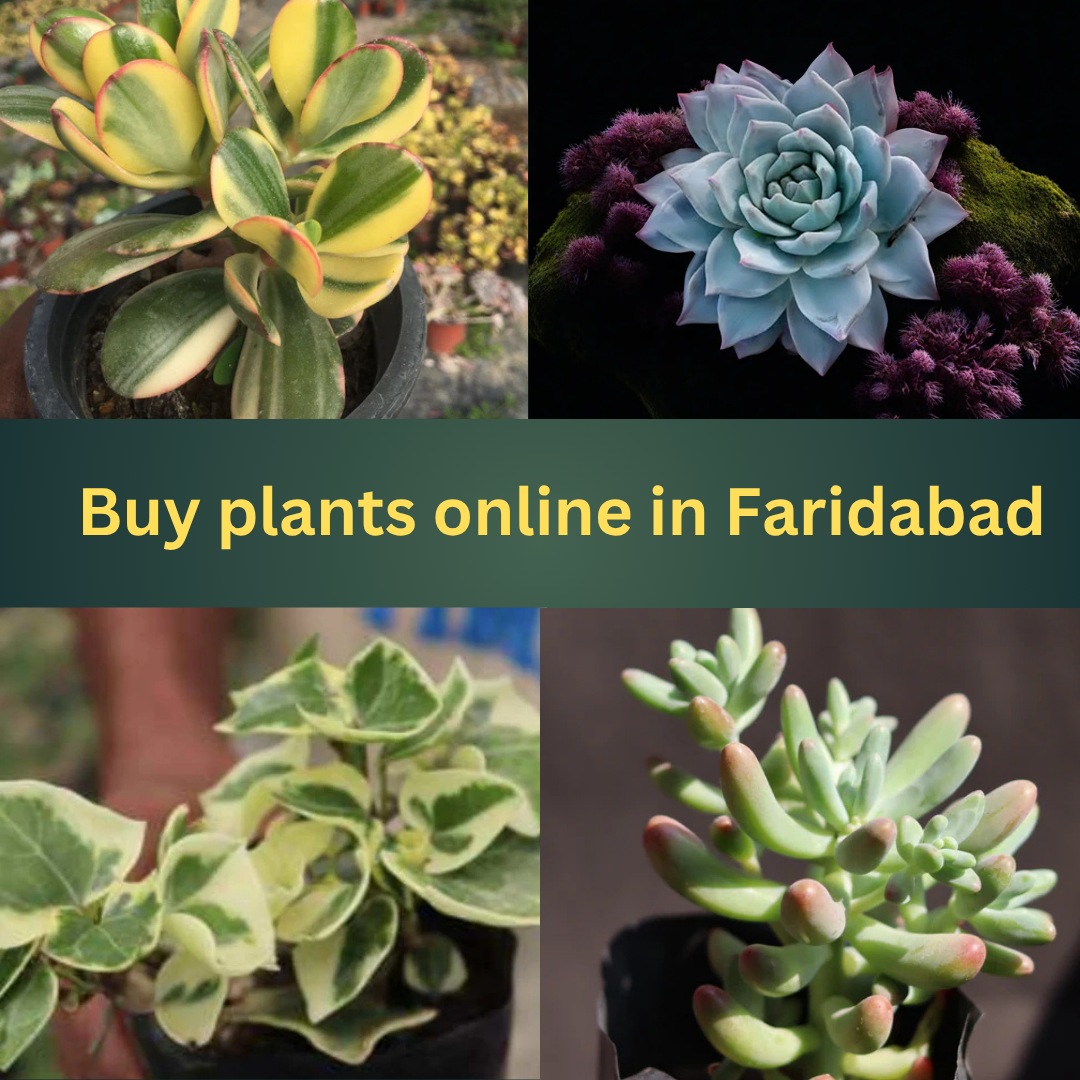 Buy Plants Online in Faridabad from Plant Orbit – Bring Greenery Home