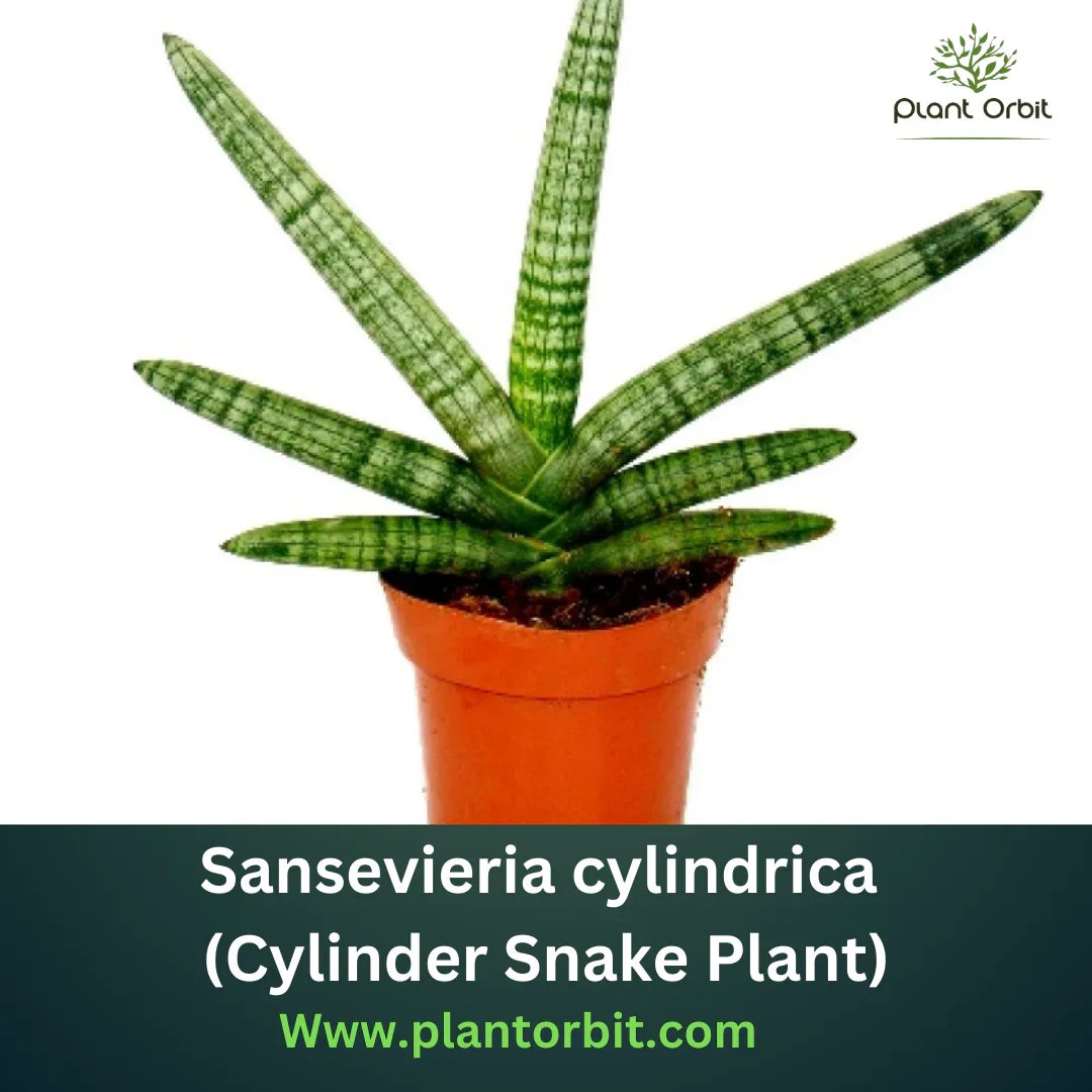 Sansevieria Cylindrica: A Guide to Growing and Braiding