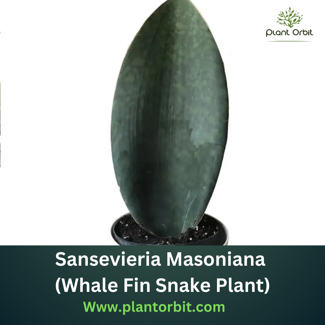 Sansevieria Masoniana (Whale Fin Snake Plant) with large paddle-shaped leaf in a black pot, perfect for indoor decor and air purification.