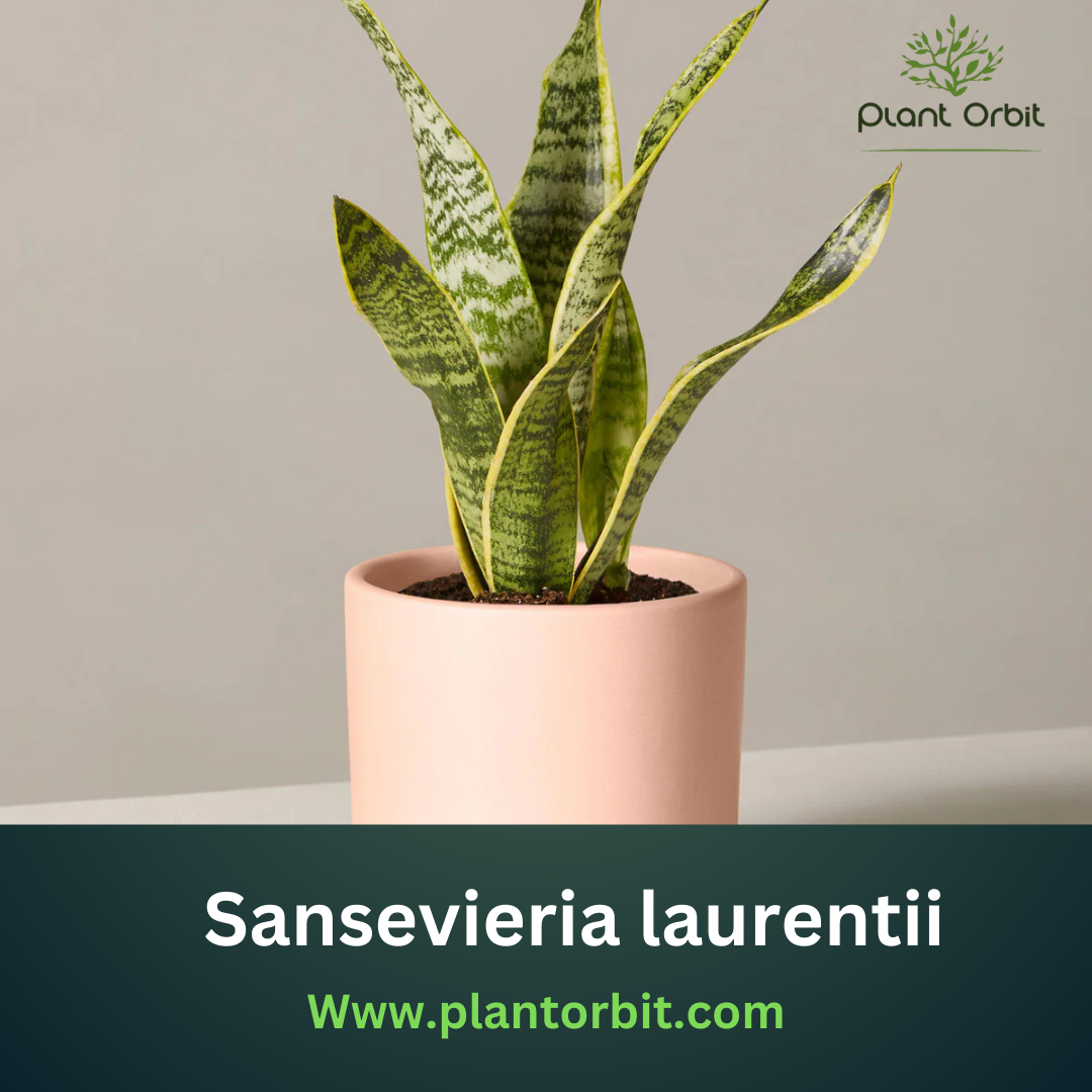 Sansevieria Laurentii