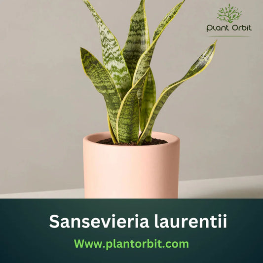 Sansevieria Laurentii