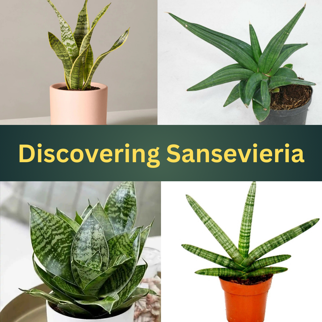 Sansevieria