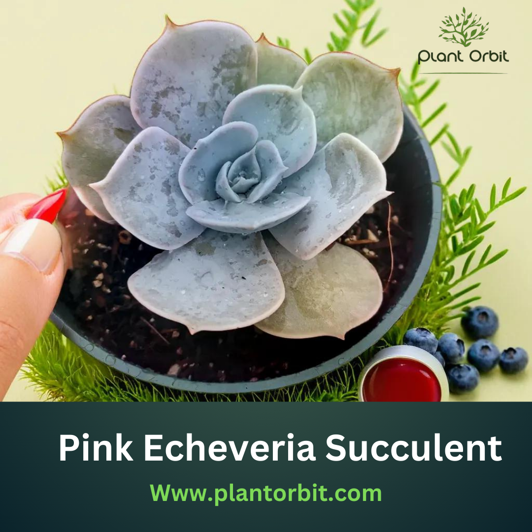 "Pink Echeveria succulent care - A beautiful rosette-shaped plant in a pot, perfect for indoor gardens. Learn how to grow and maintain this low-maintenance succulent for healthy growth."