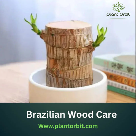 Brazilian Wood Plant Care by Plant Orbit – Indoor Brazilian Lucky Wood Plant in Pot with Fresh Green Shoots