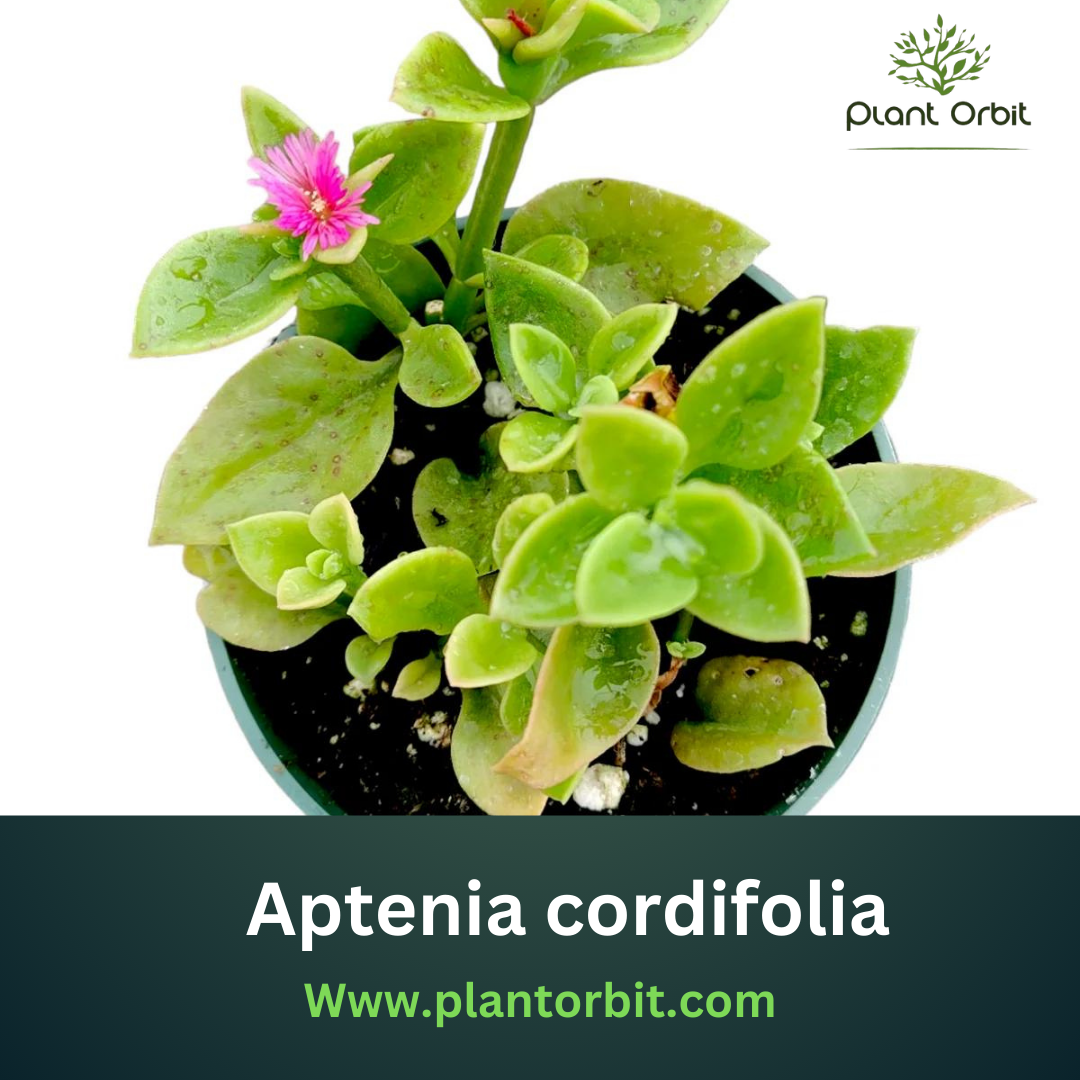 Aptenia cordifolia succulent plant with vibrant green leaves and pink blooms, showcased in a pot from Plant Orbit. Perfect for adding a touch of greenery to any space.