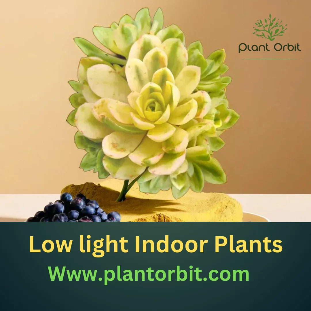 Low Light Indoor Plants