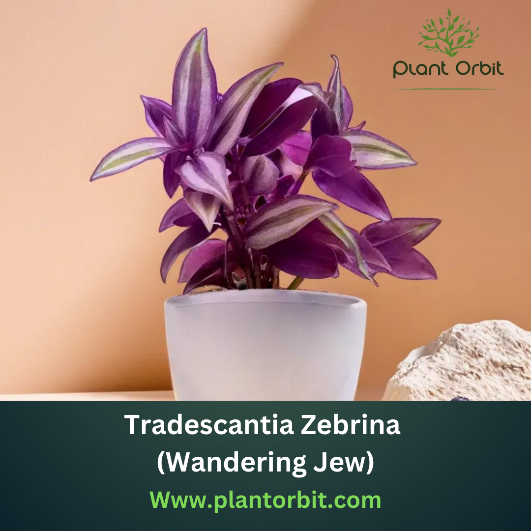 Tradescantia zebrina or Inch Plant Or Wanderting Jew Plant