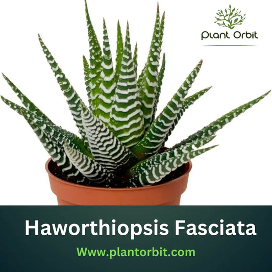 Haworthiopsis Fasciata (Zebra Haworthia) succulent in a pot, showing its signature zebra-striped leaves – Plant Orbit guide to Zebra Haworthia care.