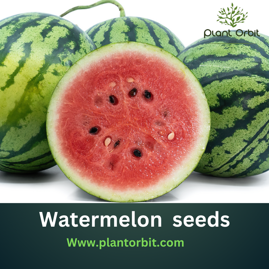 Fresh, vibrant watermelons showcasing juicy red interiors and seeds, perfect for growing at home. Featured by PlantOrbit, your trusted source for premium watermelon seeds.