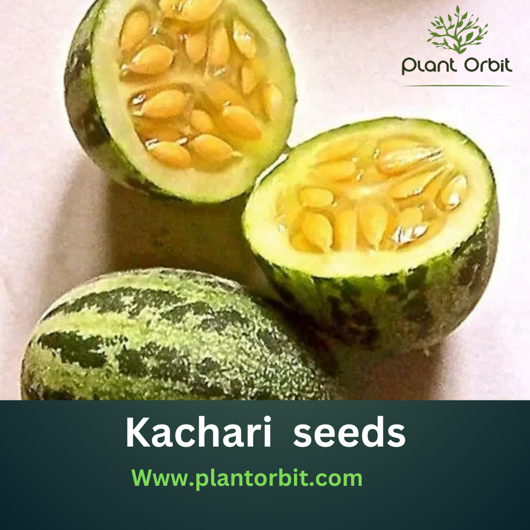 How to Grow Kachri Seeds: A Comprehensive Guide