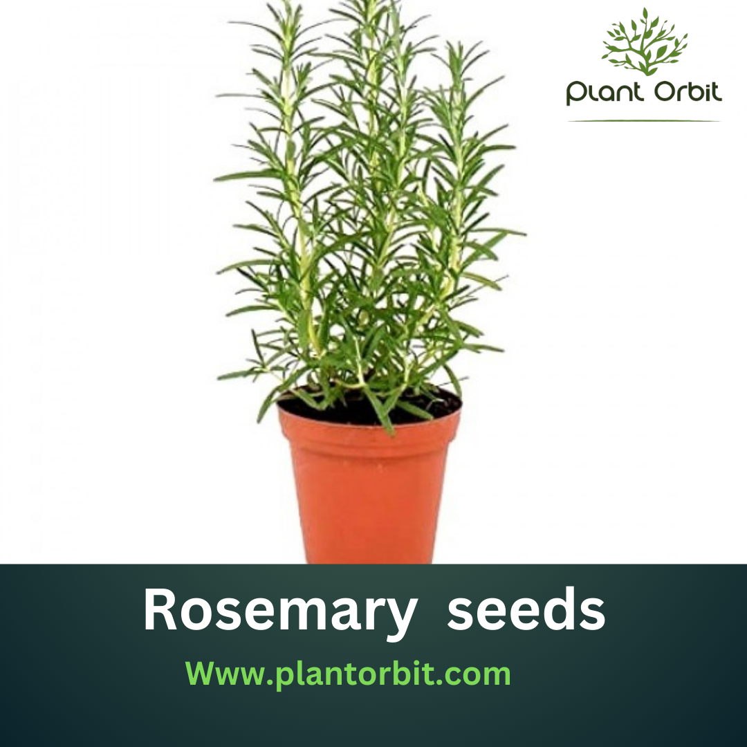 How to Grow Rosemary Seeds: A Step-by-Step Guide for Beginners