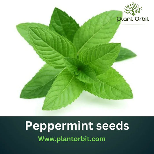 Fresh peppermint leaves with a vibrant green color, showcasing their rich aroma and health benefits. Featured by PlantOrbit, a trusted source for quality seeds and gardening products.