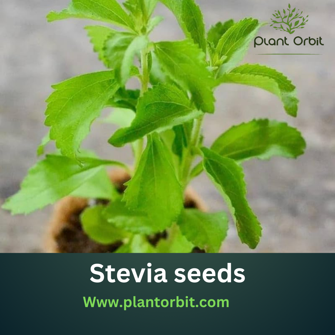  How to Grow Stevia Seeds