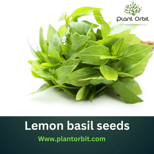 Close-up of vibrant lemon basil leaves flourishing in a garden, showcasing their lush green color and characteristic lemony aroma. Image provided by PlantOrbit.