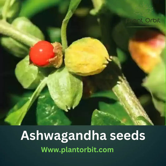 Ashwagandha Seeds