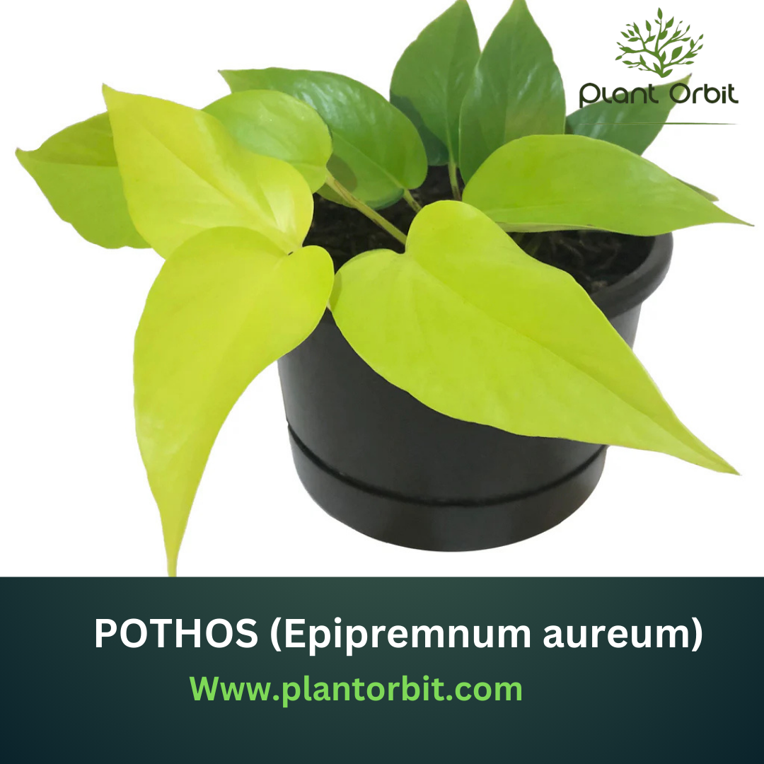 Bright Neon Pothos (Epipremnum aureum) in black pot – a popular indoor plant known for its air-purifying qualities, low-maintenance care, and vibrant green-yellow leaves.