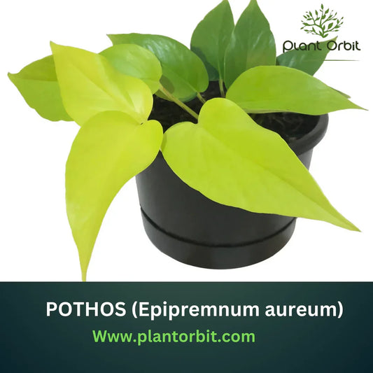Bright Neon Pothos (Epipremnum aureum) in black pot – a popular indoor plant known for its air-purifying qualities, low-maintenance care, and vibrant green-yellow leaves.