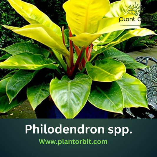 Philodendron spp. - A vibrant, lush Philodendron plant showcasing its tropical foliage. Learn about Philodendron varieties, care tips, and benefits in our detailed guide.