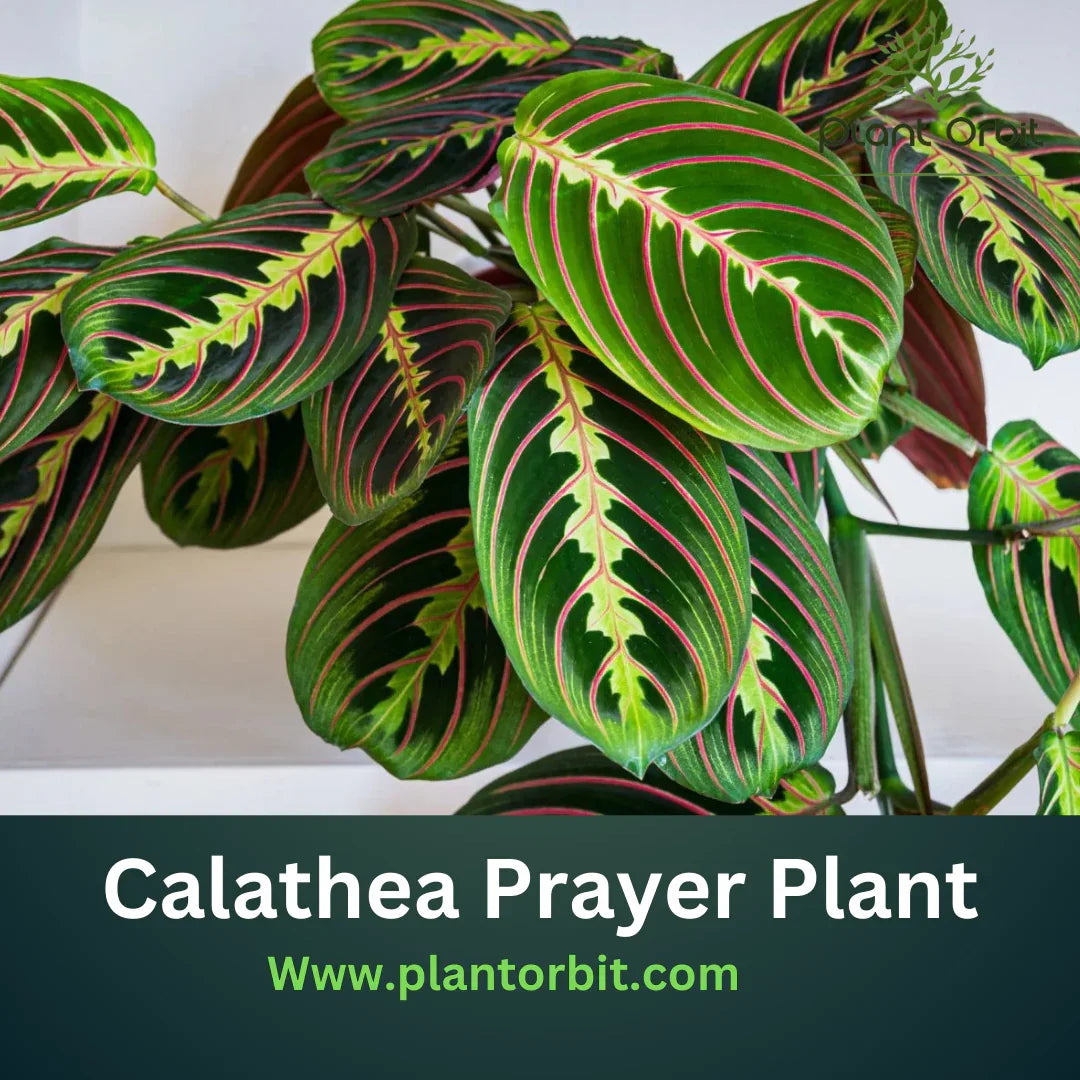 How To Care For Calathea Plants A Complete Guide Plant Orbit how-to-care-for-calathea-plants-a-complete-guide-plant-orbit