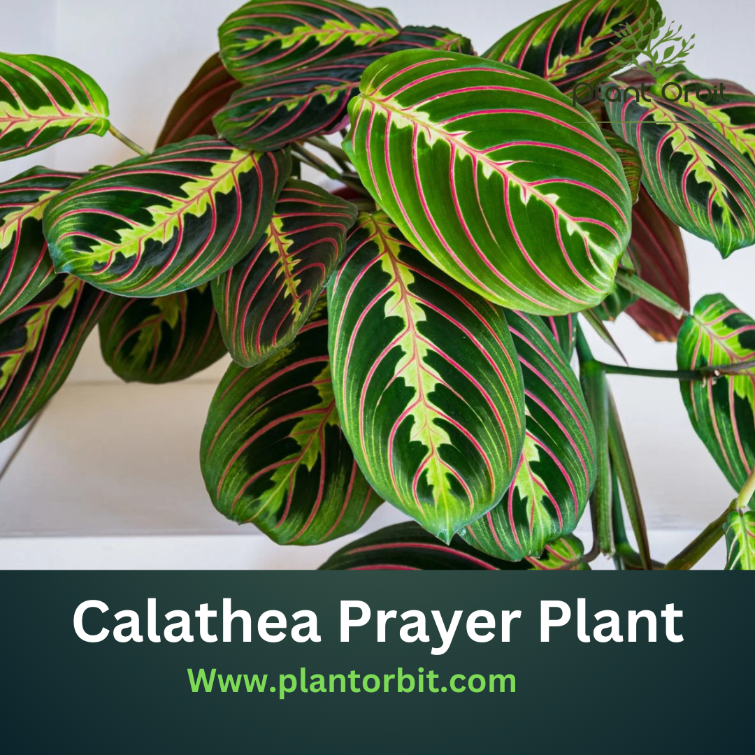 Calathea Prayer Plant