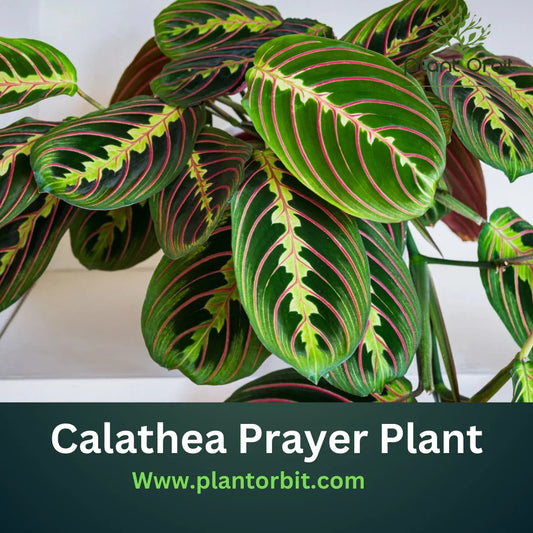 Calathea Prayer Plant