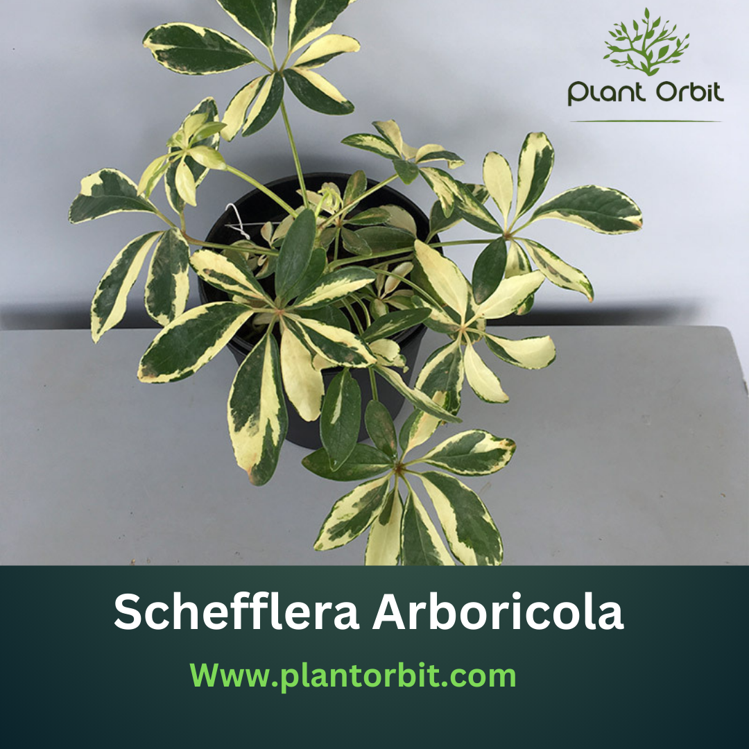 Schefflera Arboricola, also known as the Dwarf Umbrella Tree, with variegated foliage in a pot. A perfect low-maintenance indoor plant featured by Plant Orbit.