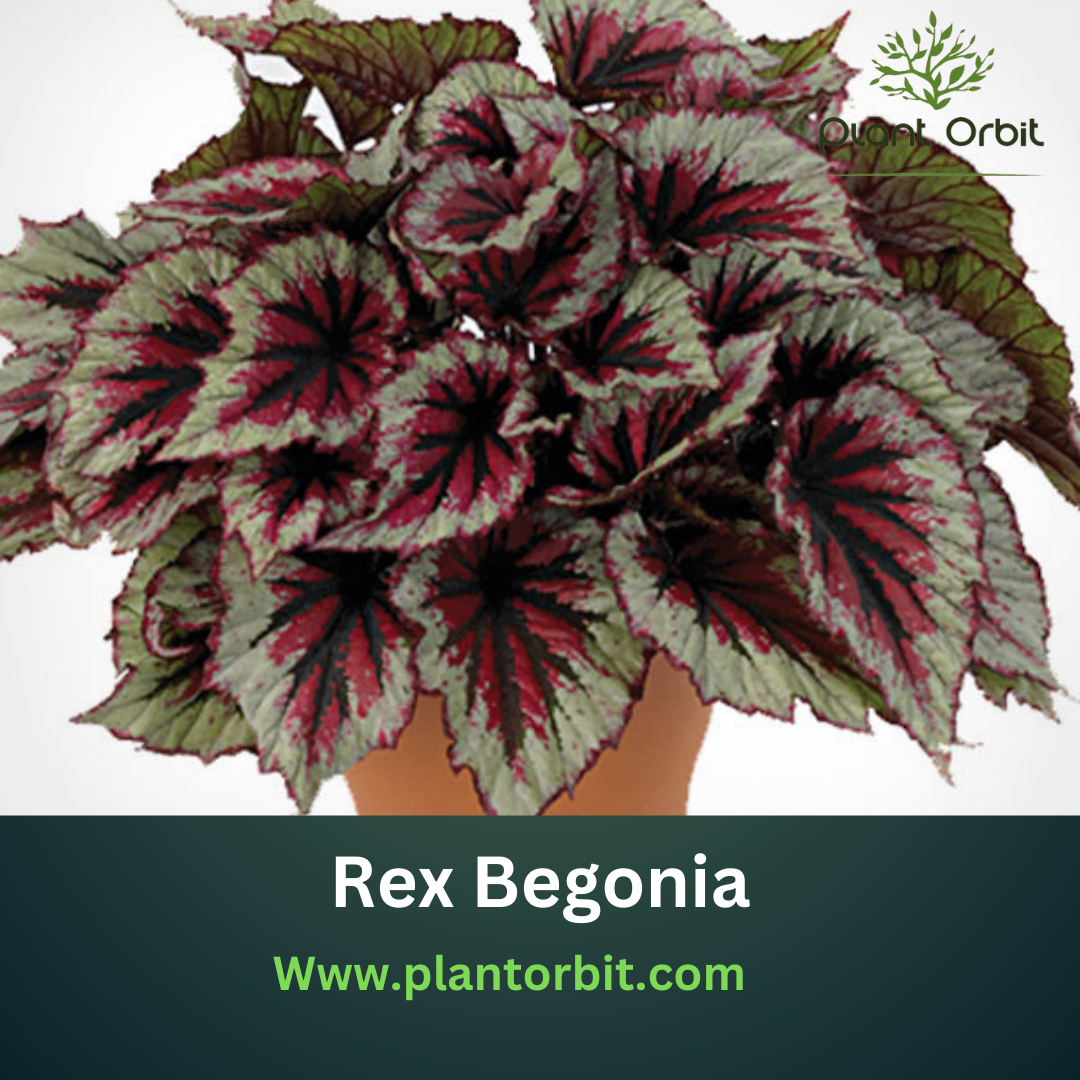 A vibrant Rex Begonia plant showcasing its colorful and intricate patterned leaves, ideal for indoor gardening and home decoration.