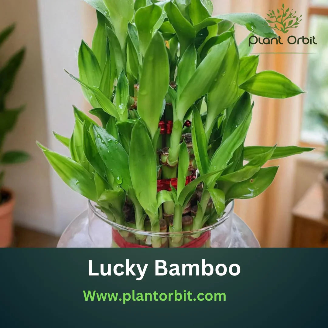 Lucky Bamboo plant in a stylish pot, offering beauty, health benefits, and good fortune, available at Plant Orbit.