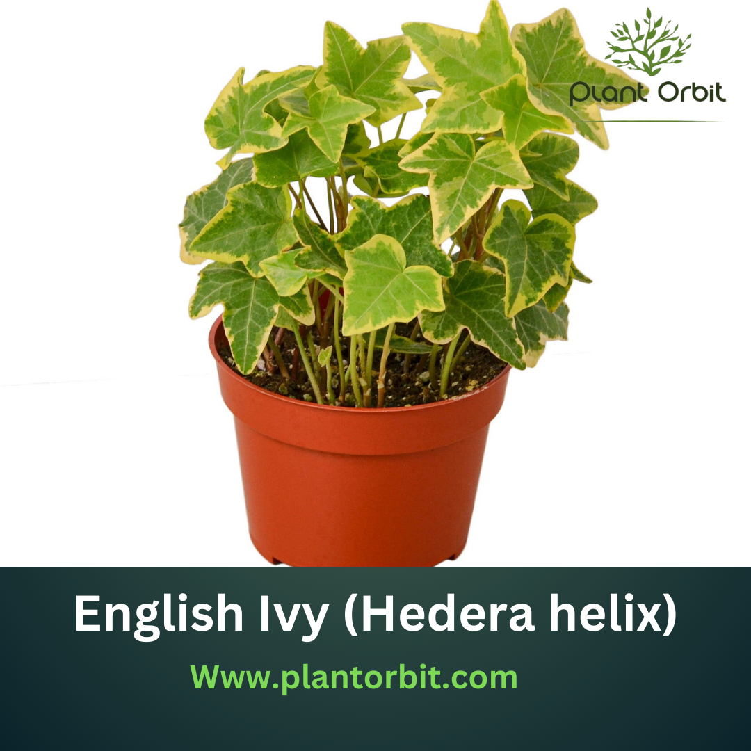 English Ivy (Hedera helix) 