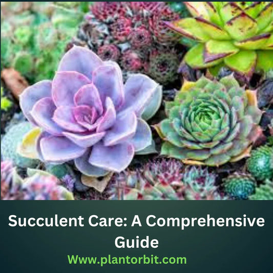 Colorful succulent plants including Echeveria, Jade Plant, and other vibrant varieties, showcasing proper care and indoor gardening essentials