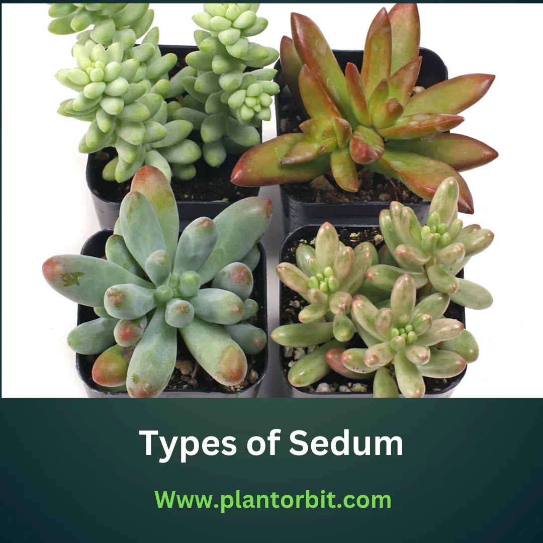 A collection of different sedum plant varieties, including trailing and upright types, perfect for gardens and pots. Featured by Plant Orbit.