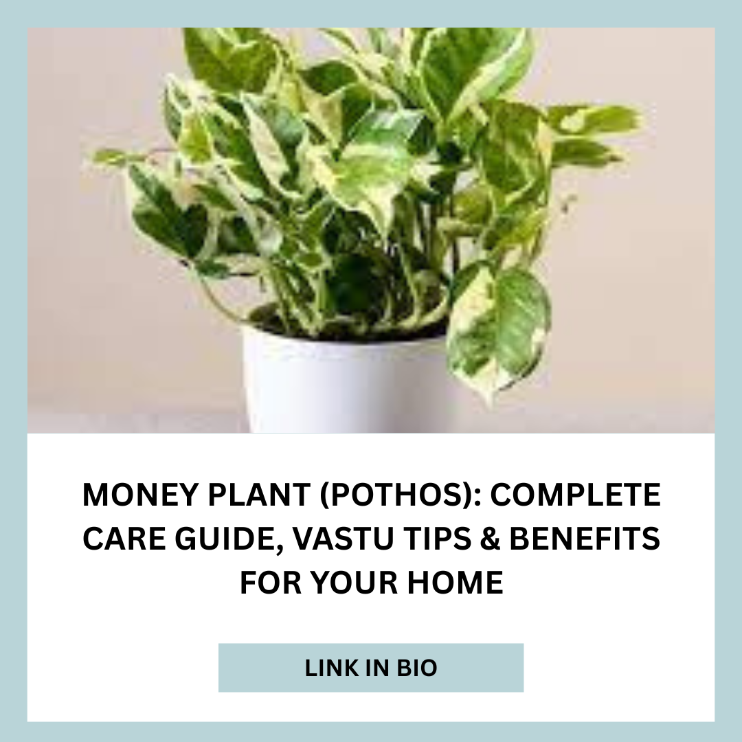 Money Plant (Pothos): Complete Care Guide, Vastu Tips &amp; Benefits for Your Home