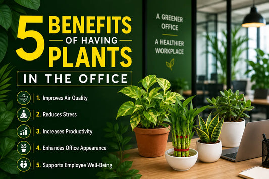 5 Benefits of Having Plants in the Office