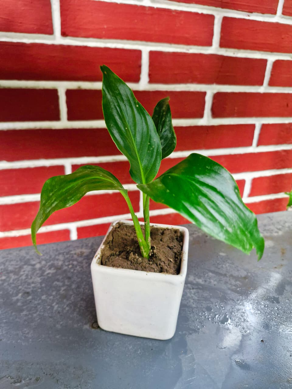 Peace Lily Plant Care: Easy Guide to Growing, Benefits & Meaning