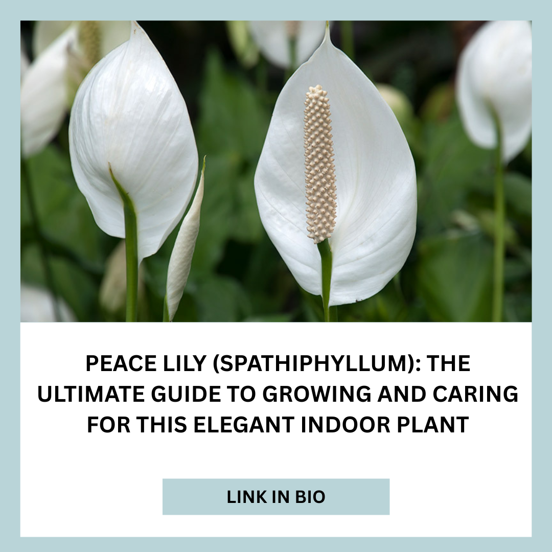 Peace Lily (Spathiphyllum): The Ultimate Guide to Growing and Caring for This Elegant Indoor Plant