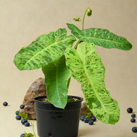 Best Indoor Plants for Your Home: Why These 10 Plants Thrive Indoors