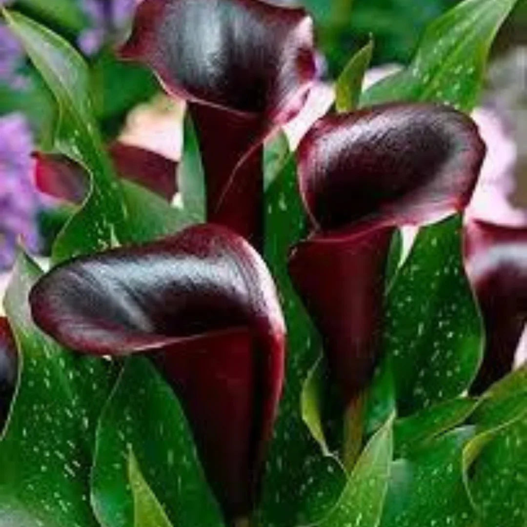 Make your house beautiful with plants - Plant Orbit