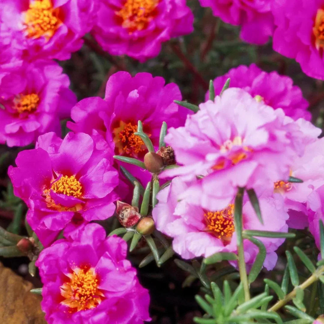 How to care portulaca