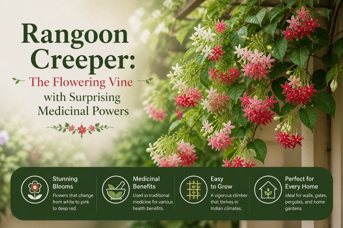 Rangoon Creeper: The Flowering Vine with Surprising Medicinal Powers
