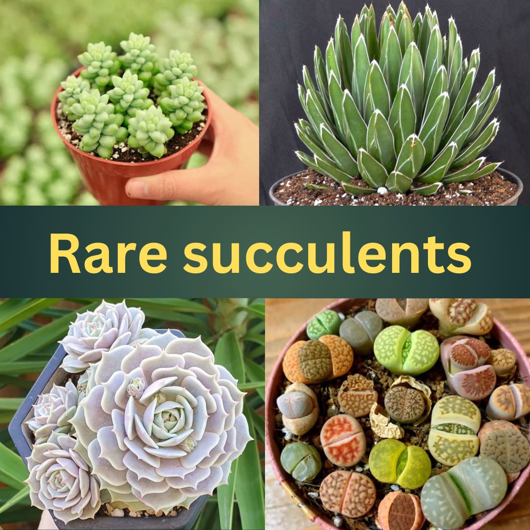 Rare succulents