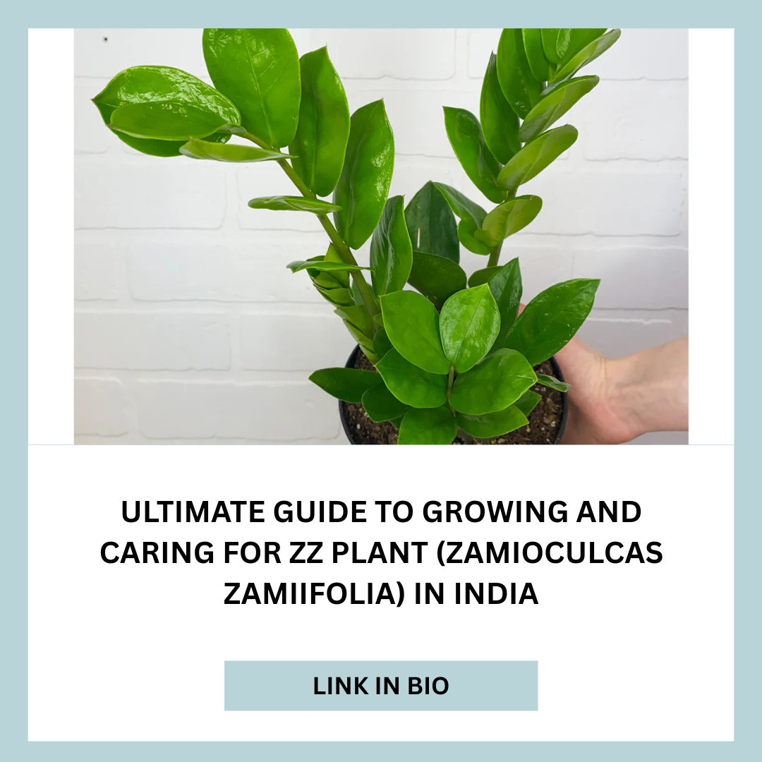 Ultimate Guide to Growing and Caring for ZZ Plant (Zamioculcas zamiifolia) in India