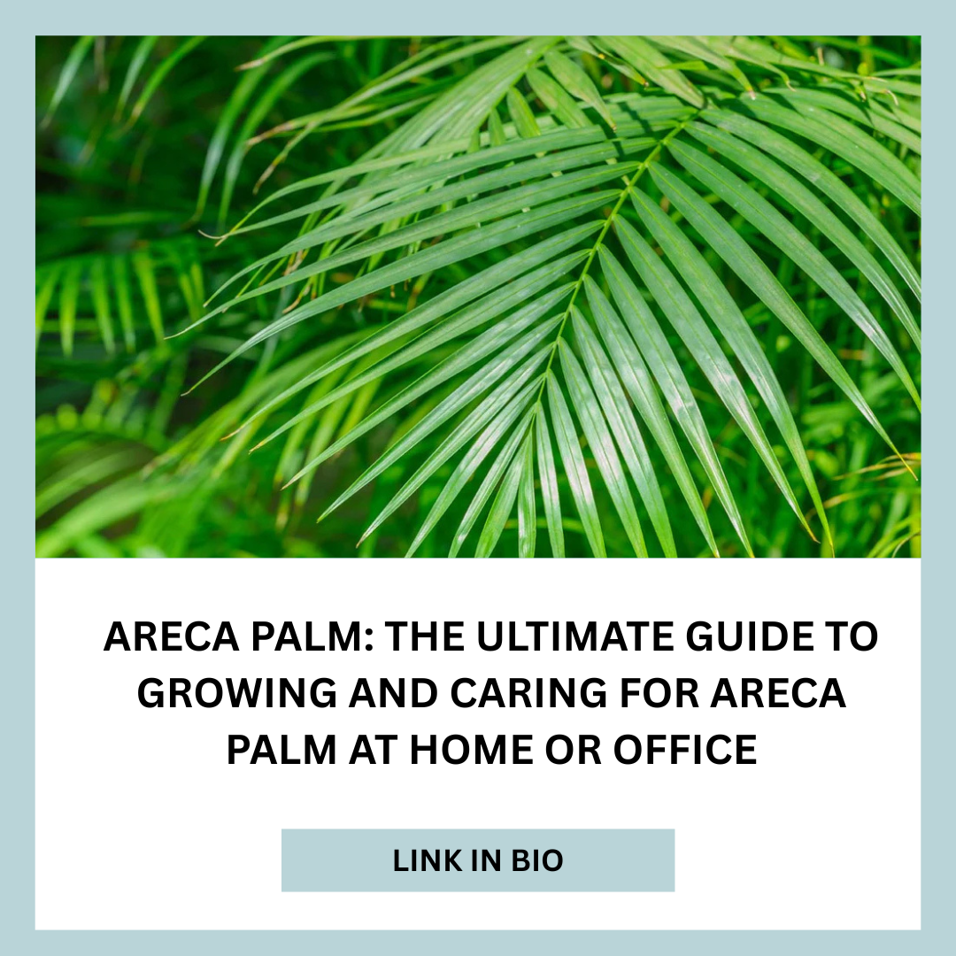 Areca Palm: The Ultimate Guide to Growing and Caring for Areca Palm at Home or Office
