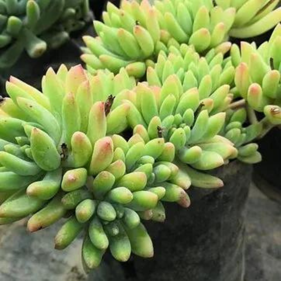 Succulent Plants Care Tips