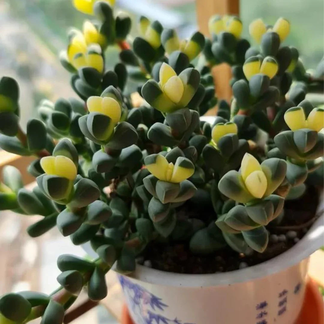  Care and Maintenance Tips for Succulents Plant