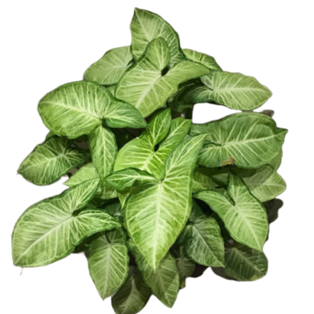 How to care syngonium plant