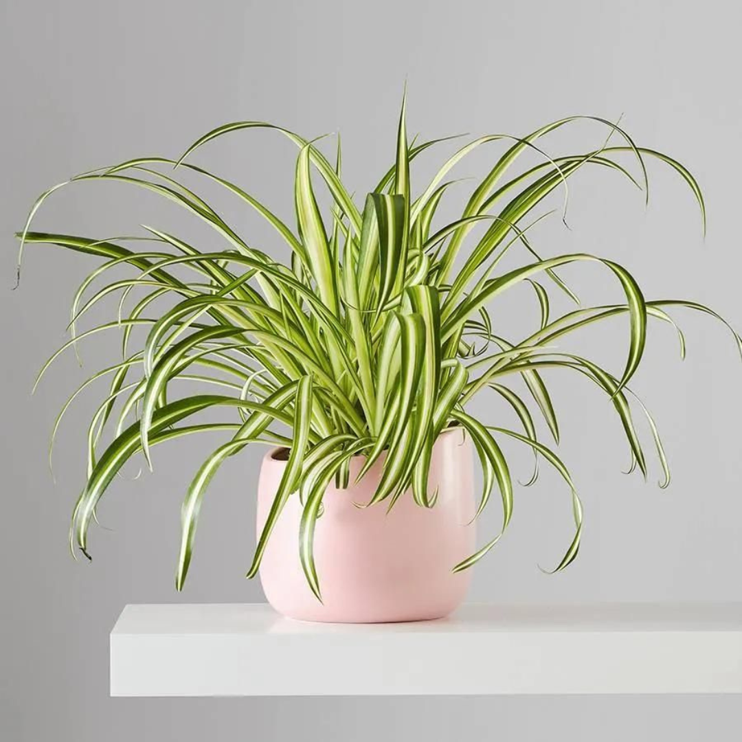 Spider plant : Grow and care tips
