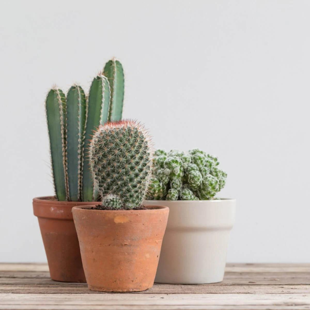 How To Take Care Of Cacti Plants
