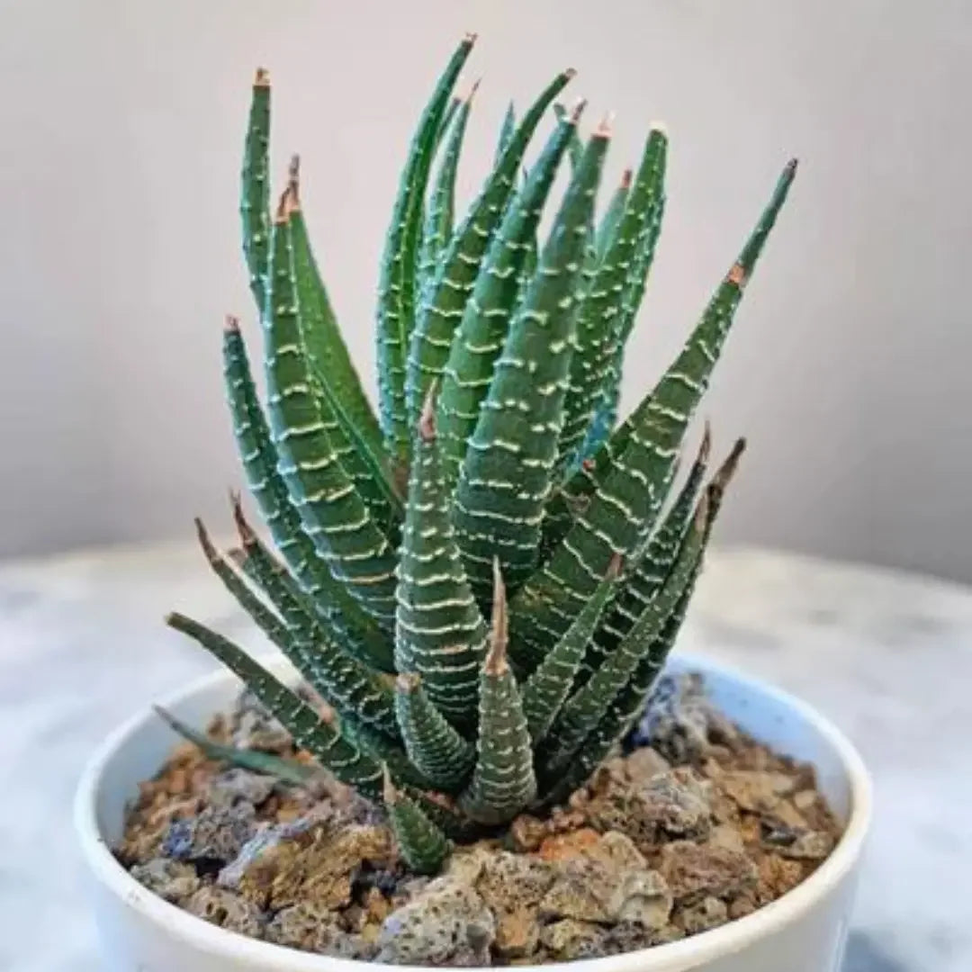 How to grow and care haworthia plant